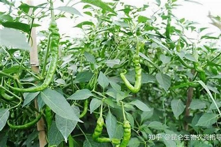 种植辣椒用什么底肥最好