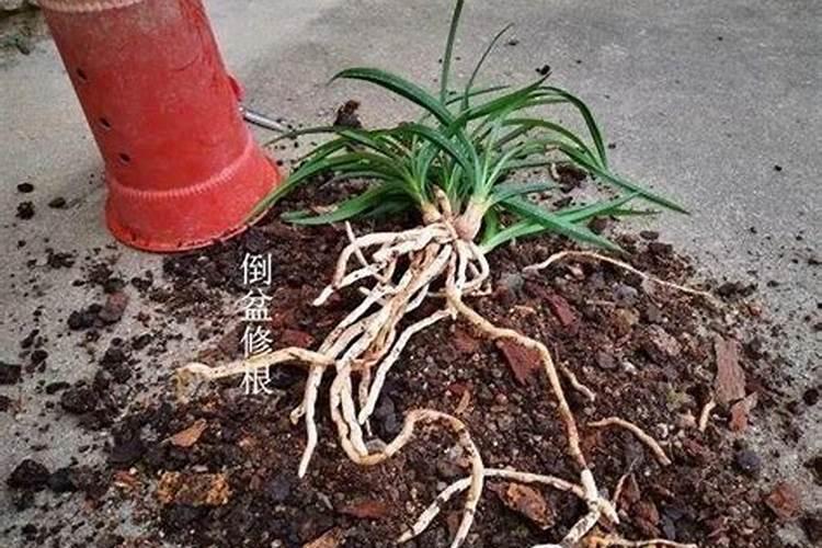 兰花怎么施肥施什么肥