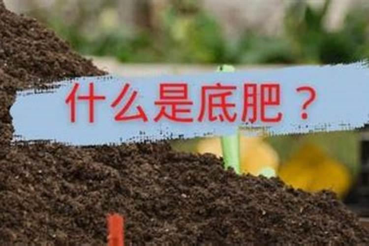 豆角追肥最忌三种肥料