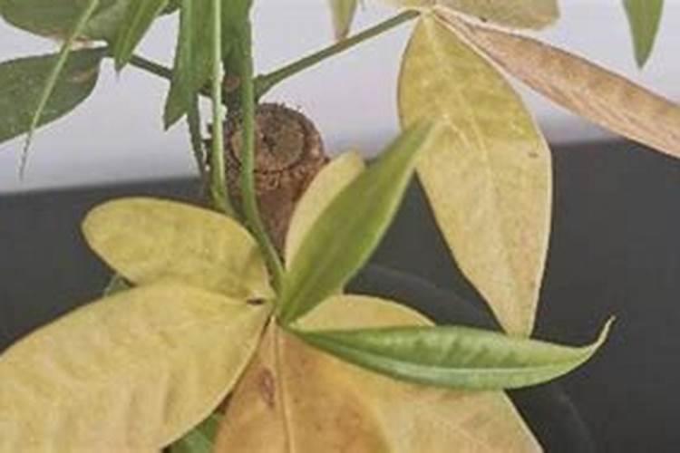 凤仙花怎么施肥,施肥过量叶子蔫了怎么办