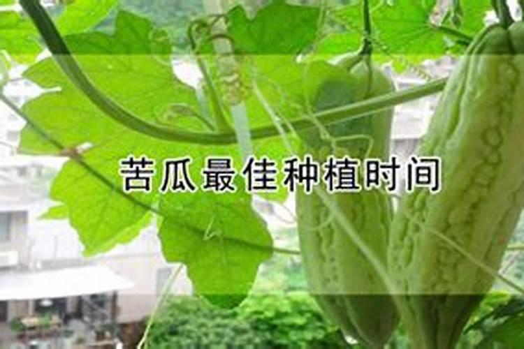 水插百合鲜花能养多久？