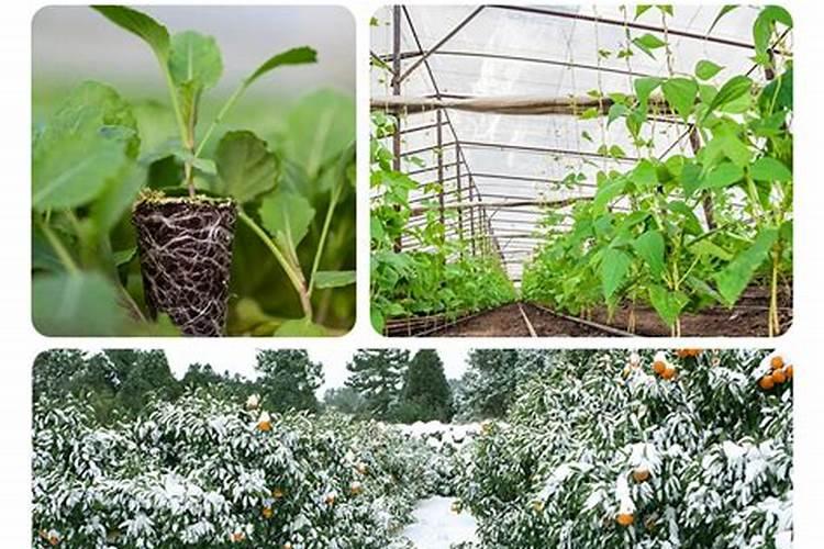 “黑风暴”水溶肥添加天然作物刺激素是不是和激素有关系？