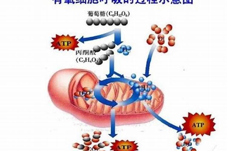如何防止果树烂根？