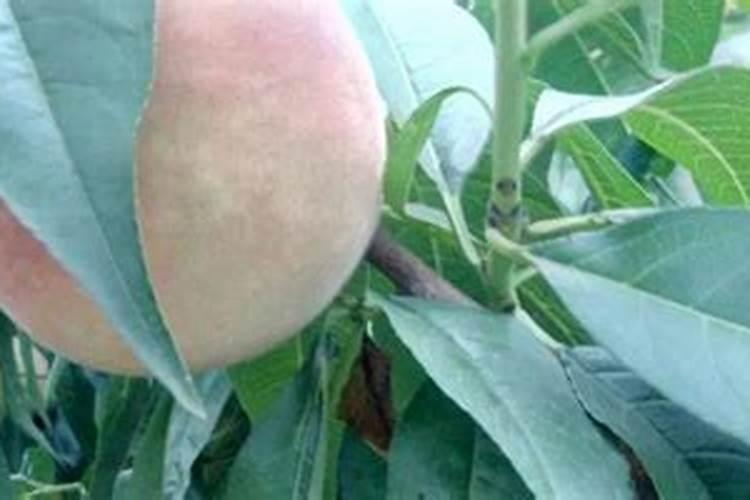 果树补钙用什么肥？补钙黄金期来了