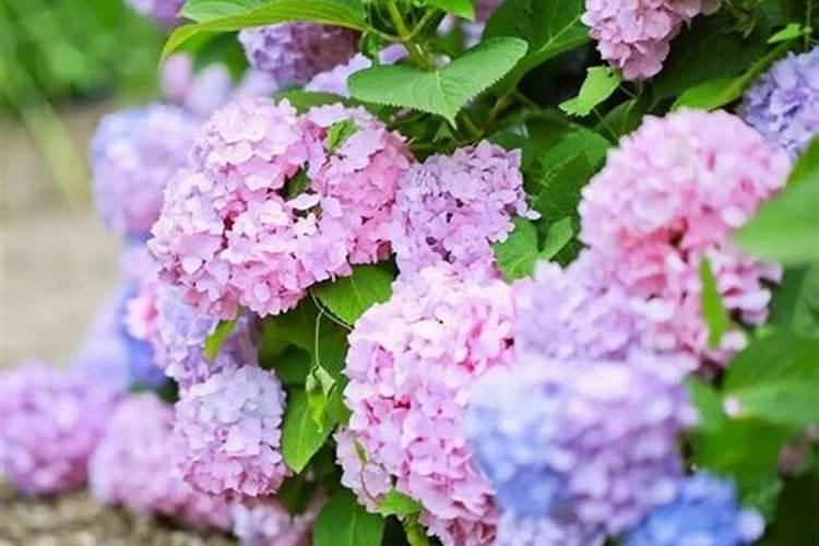 绣球花冬天怎么养