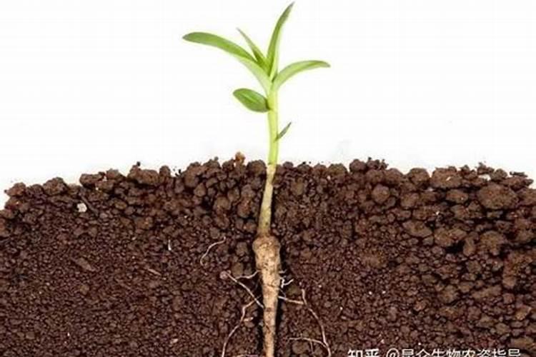 生根水可以直接浇在盆栽里吗