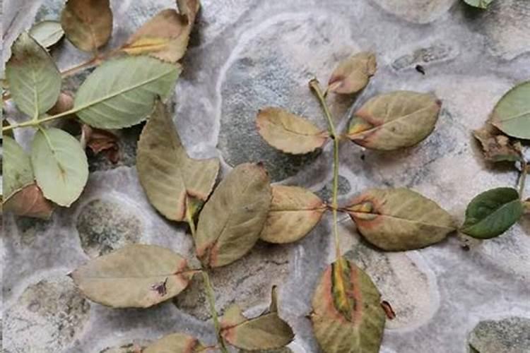 花叶子发黄缺什么肥料(花叶子发黄是缺水还是浇水太多)