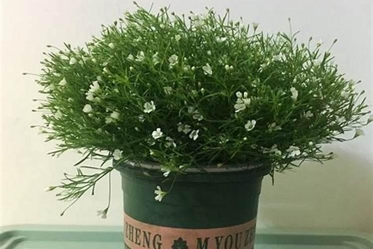 香蕉和米蕉的营养区别