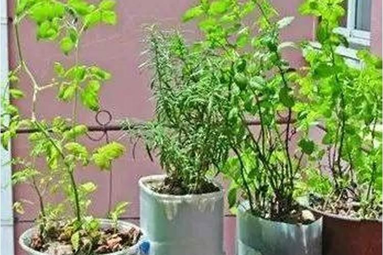 在咱们家里,什么东西算是氮肥呀