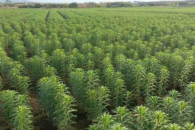 棉花一般什么时候种植比较好