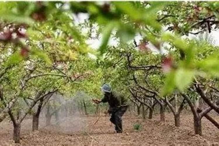 杏树种植后期怎么施肥 杏树种植施肥方法有哪些