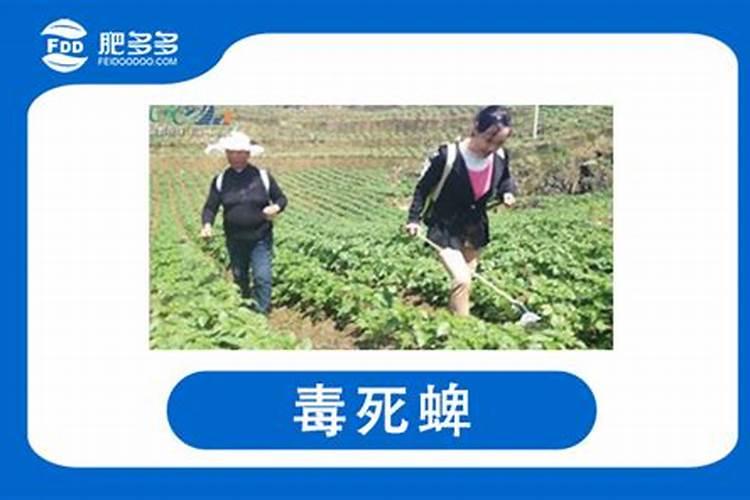 平果树谢花后打什么药