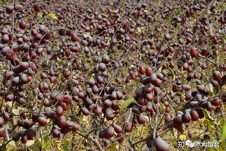 大蒜冲施什么肥料最好