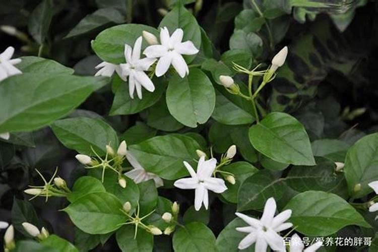 清明前后大蒜需要冲肥料吗