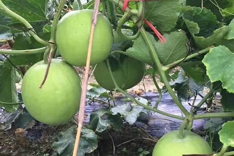 科学冬瓜冲施肥含的主要成分是啥？