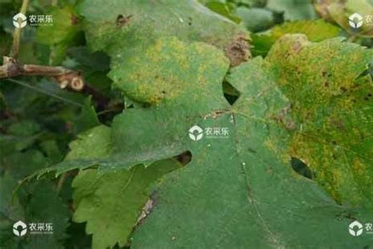 葡萄叶子发黄用海藻肥有用吗？