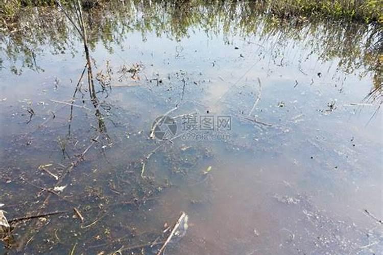 鱼塘水变黑是什么原因呢？