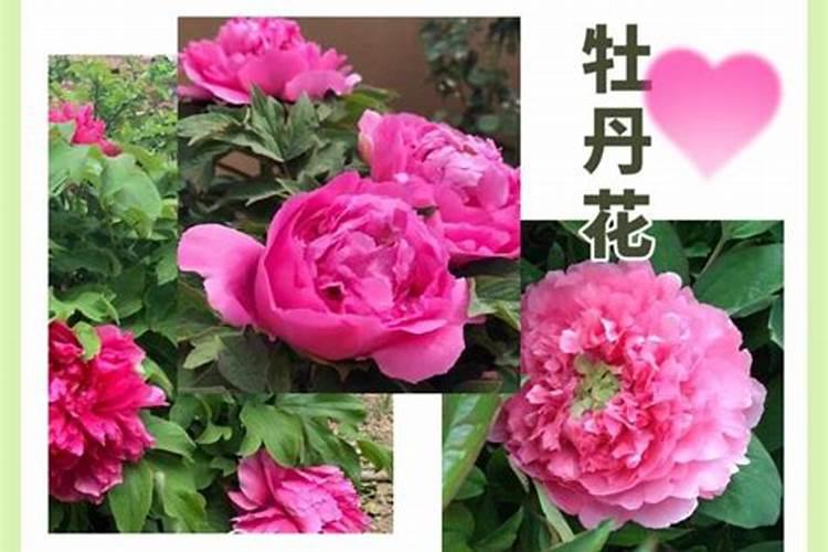 牡丹叶面肥打什么 喷肥注意事项