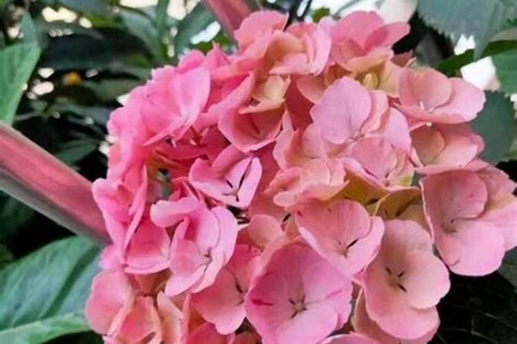 绣球怎么施肥 绣球花如何施肥