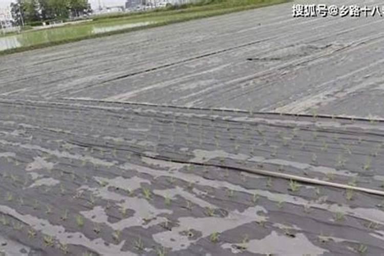 君子兰施什么肥容易开花 君子兰的施肥要求