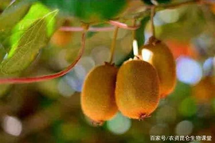 西科配资:光刻胶题材股接连涨停