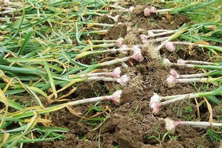 大蒜追肥用什么肥料好