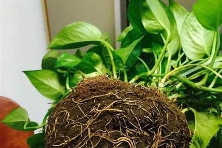 什么品牌亚磷酸钾最好