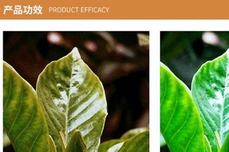 营养液和缓释肥可以一起用吗