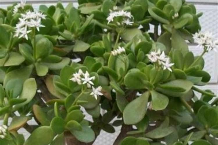 草木灰和铵态氮肥不能混用的原因