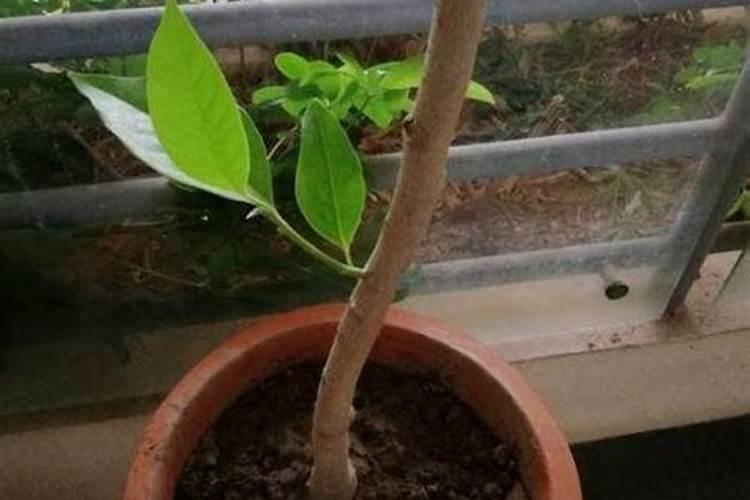 我养了7年多的白兰花,春天发芽的,现在嫩叶全部枯死,怎么急救？哪位大神...