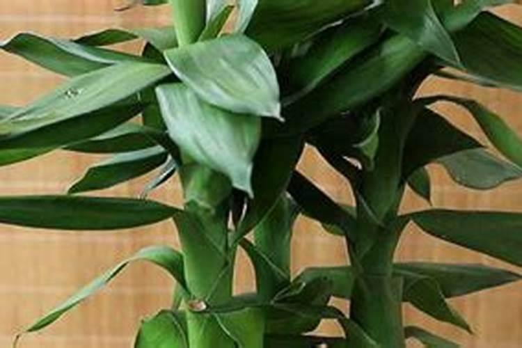 种植水稻氮肥施用过量,都会带来哪些危害？