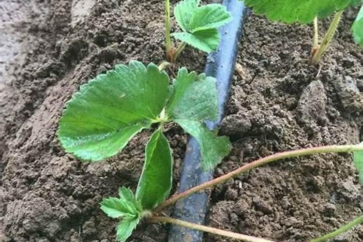 草莓施肥时间和方法