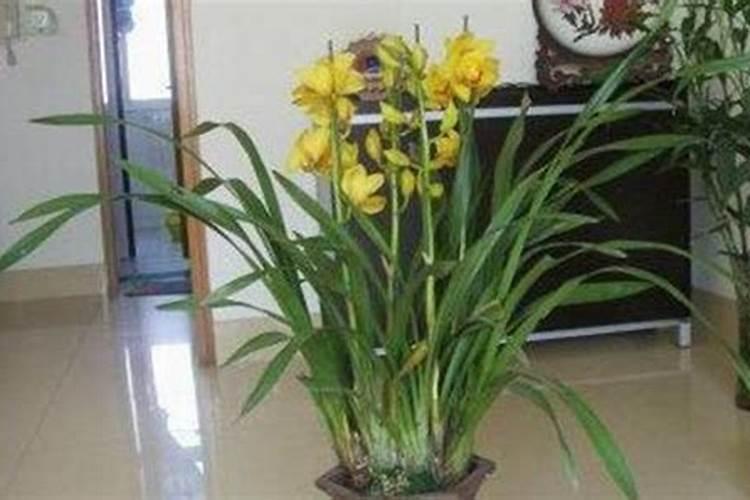 大花蕙兰怎么施肥