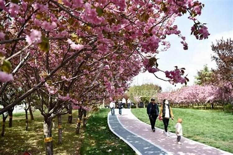 樱花树施什么肥料长得快