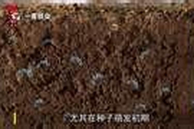 硫酸钾复合肥可以做芋头的肥料吗