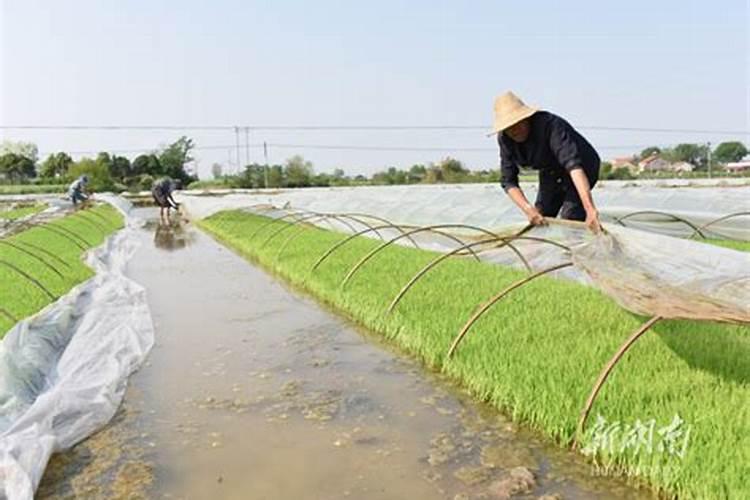 解药害哪种叶面肥最好