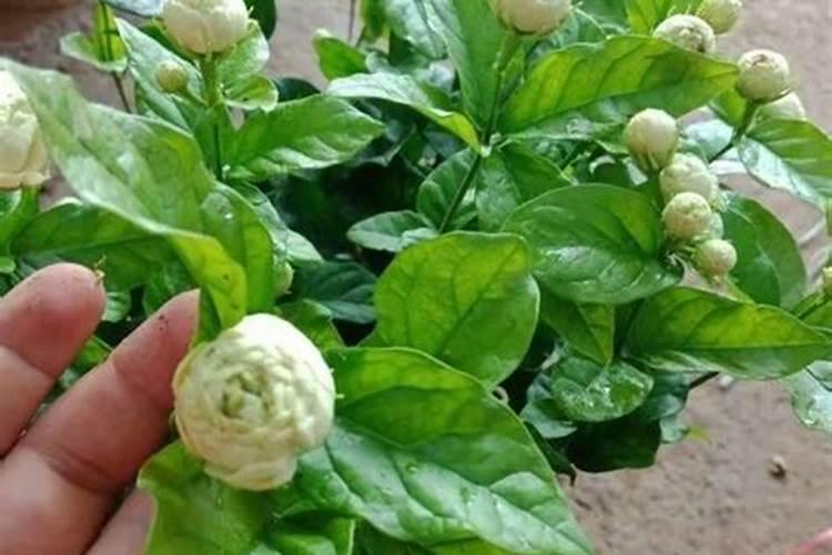 中量元素肥料有哪几种