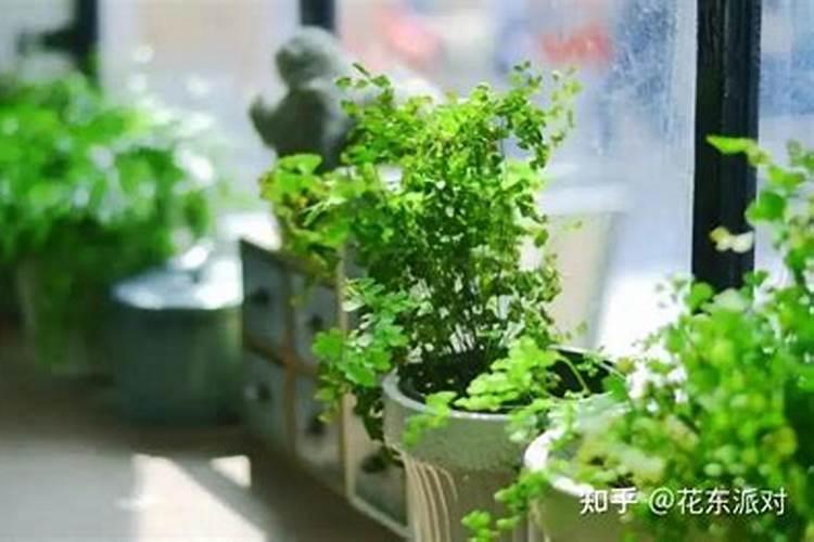 中量元素肥料是什么,常用品种有哪些？