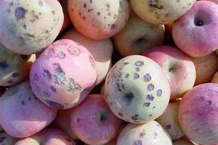 果树补钙的好处是什么？