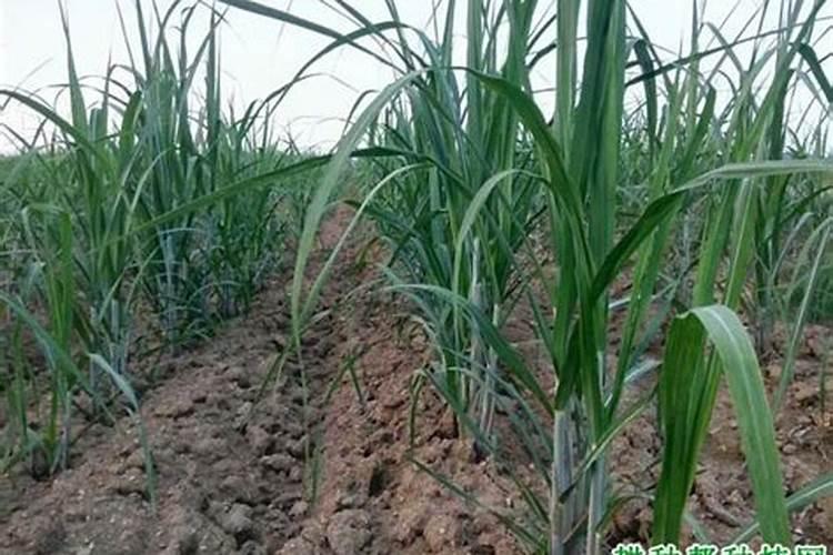 种植甘蔗用什么肥料最好