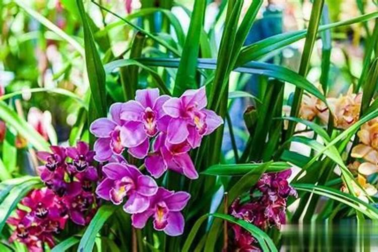 复合肥可以兑水浇菜吗