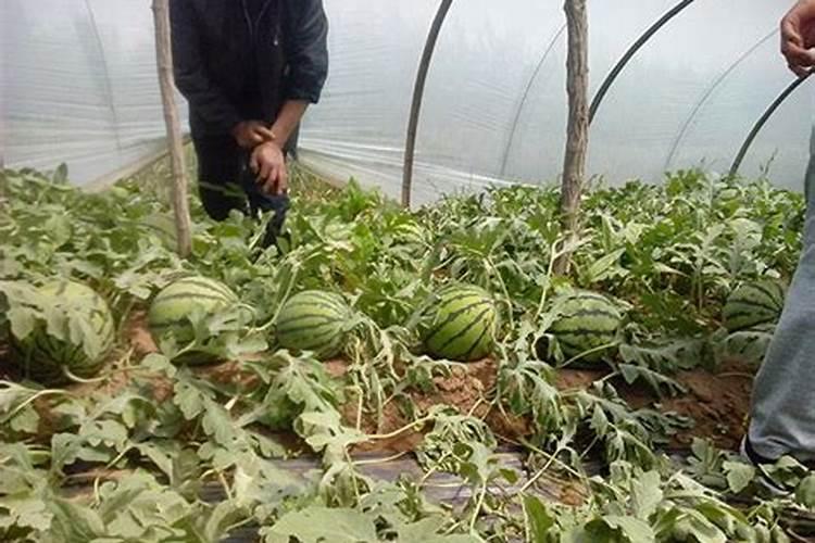 小雨可以撒施冲施肥吗？