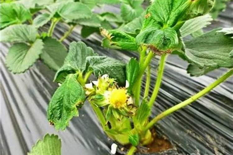 黄瓜种植技术有哪些