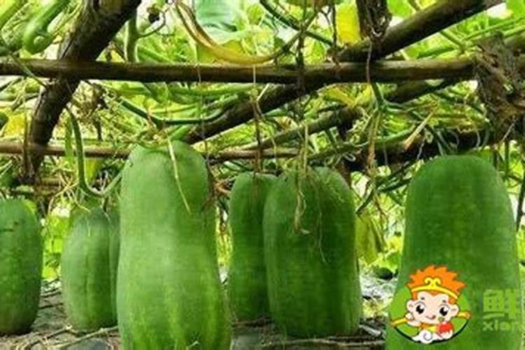 矿源黄腐酸钾使用方法是什么