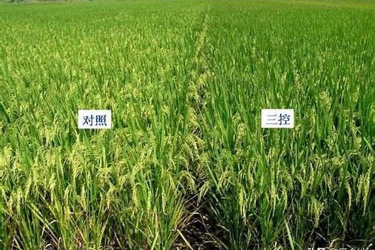 大棚里的辣椒被化肥烧根了 怎么补救？