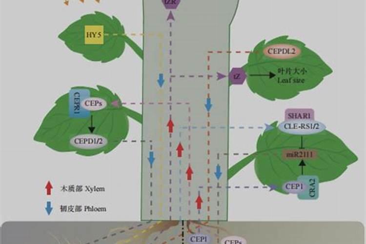 鱼蛋白肥料的使用技巧