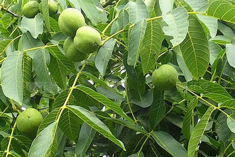 核桃树栽培发芽后又回芽怎么办