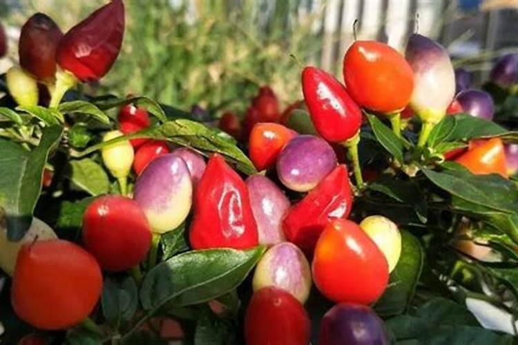 什么是彩椒有什么营养价值和作用