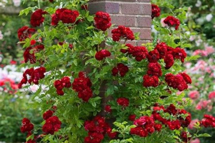 养花需要施肥吗？怎样分辨自己应该用哪种肥？