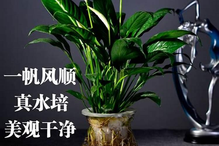 种花用什么肥料最好呢